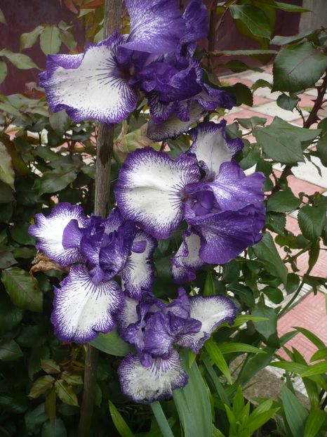 P1360949 - GRADINA 2018