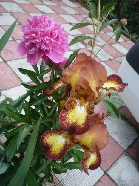 P1360950 - GRADINA 2018