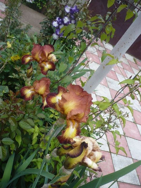 P1360951 - GRADINA 2018