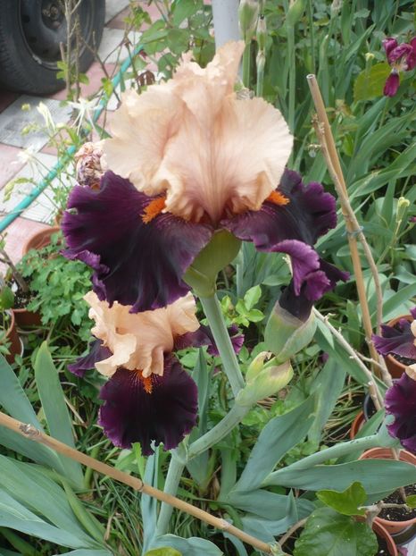 P1360953 - GRADINA 2018