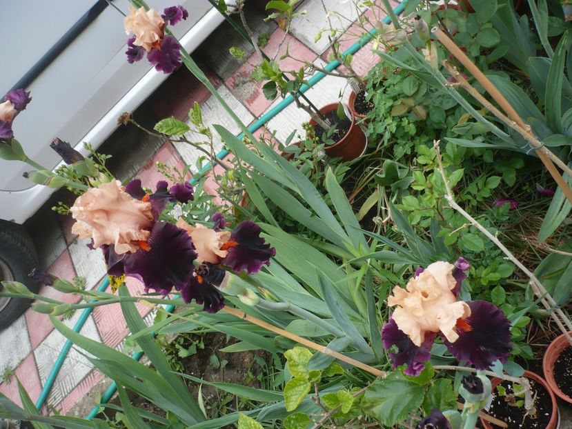 P1360954 - GRADINA 2018