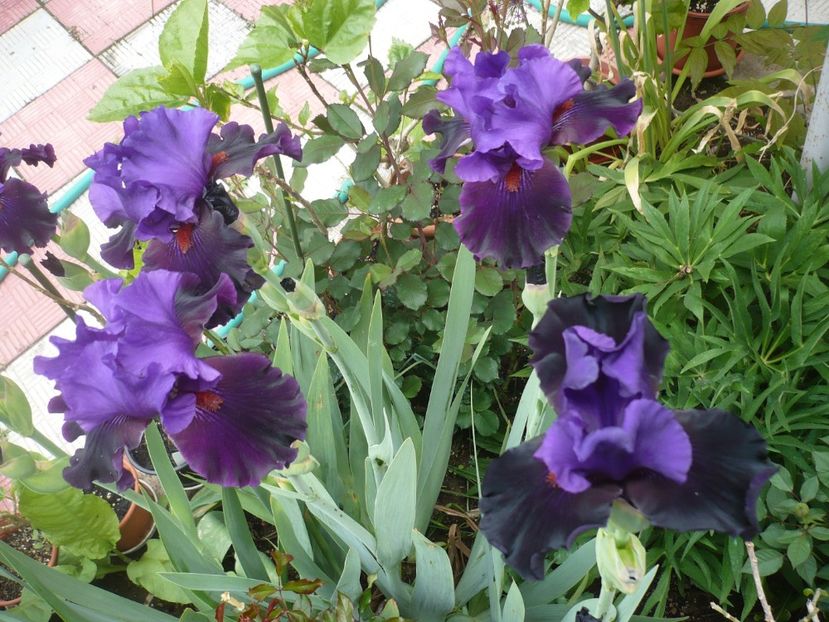 P1360955 - GRADINA 2018