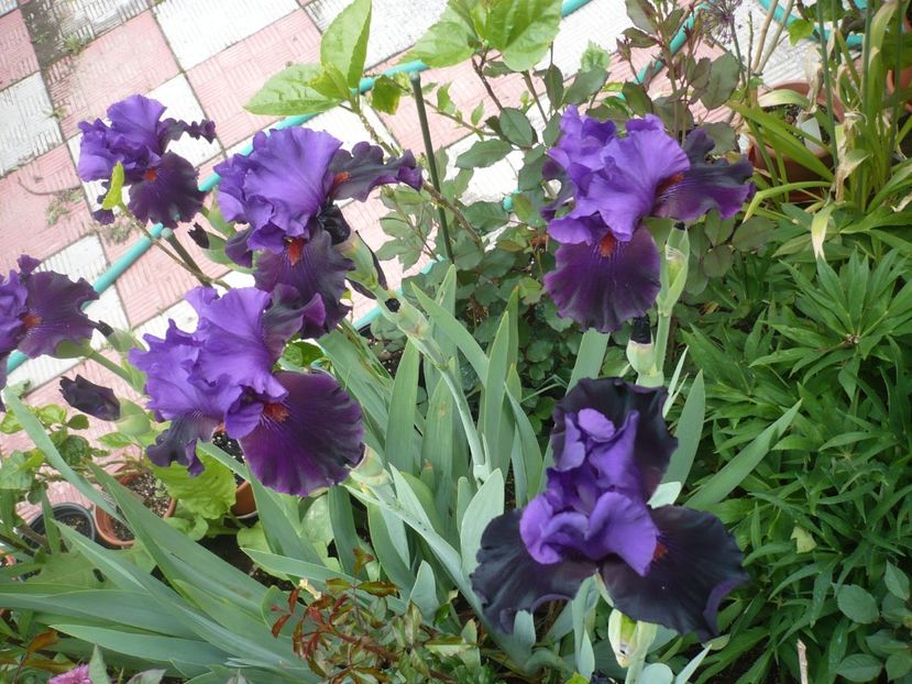 P1360957 - GRADINA 2018