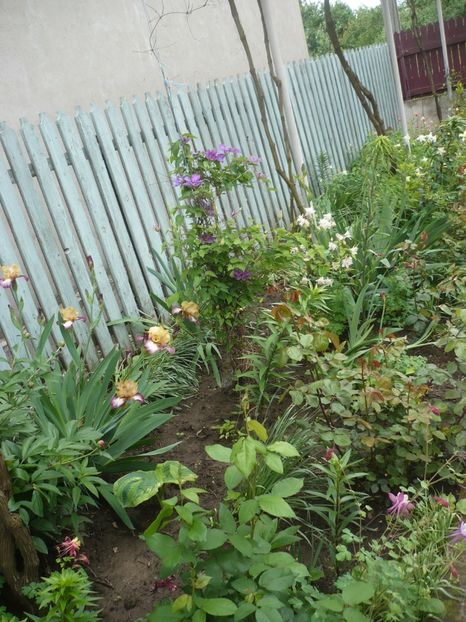 P1360958 - GRADINA 2018