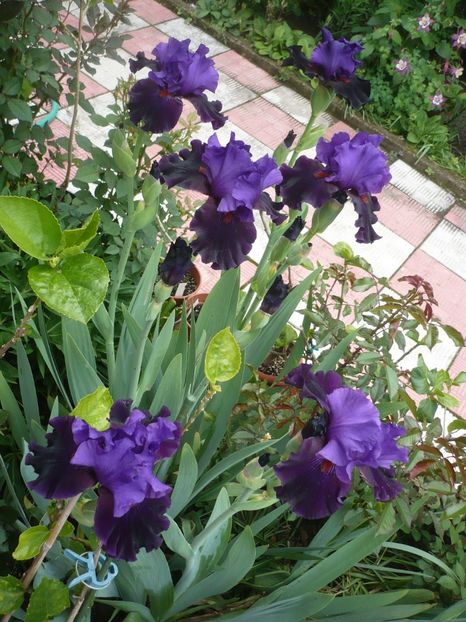 P1360959 - GRADINA 2018