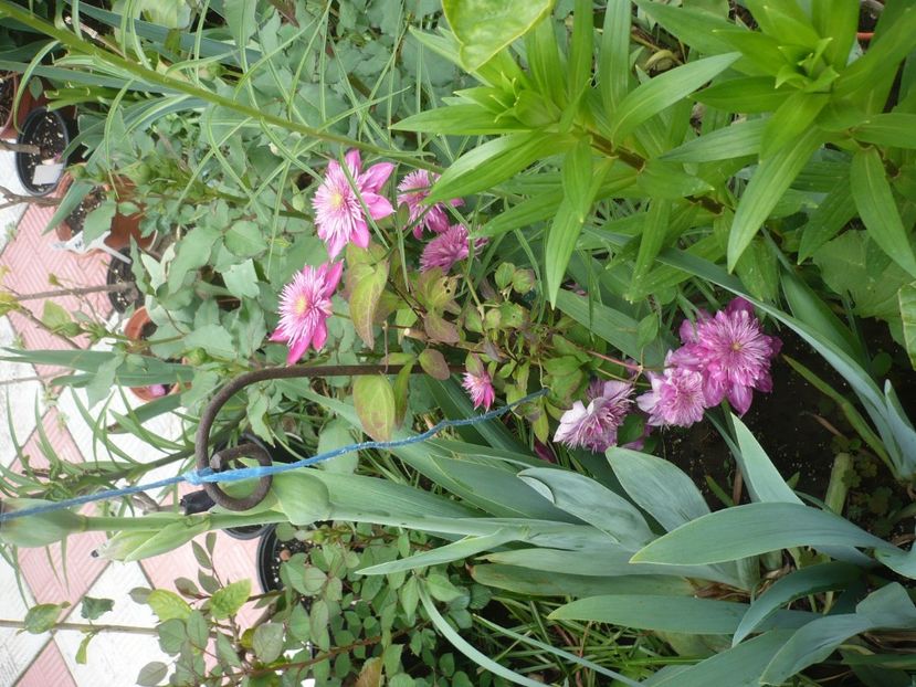 P1360960 - GRADINA 2018