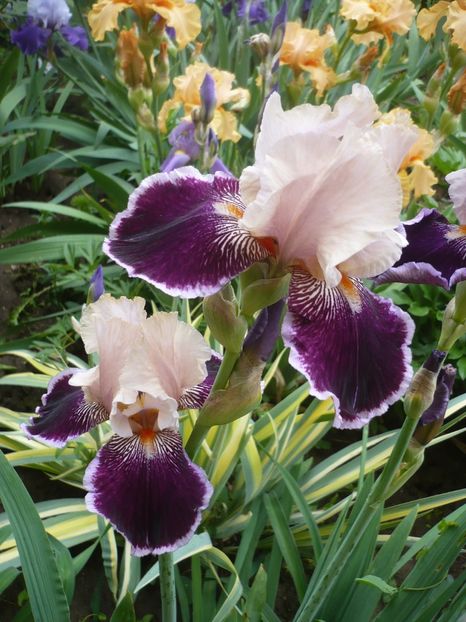 P1360962 - GRADINA 2018