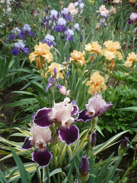 P1360964 - GRADINA 2018