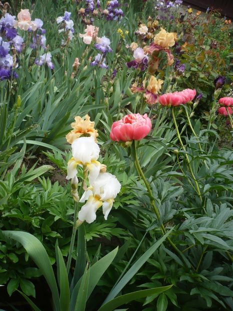 P1360965 - GRADINA 2018