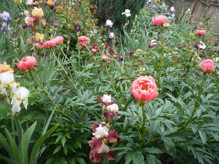 P1360966 - GRADINA 2018