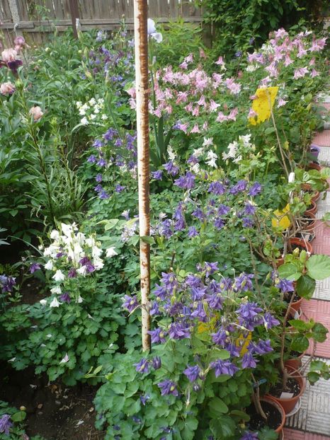 P1360967 - GRADINA 2018