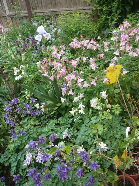 P1360968 - GRADINA 2018