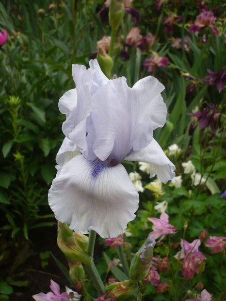 P1360969 - GRADINA 2018