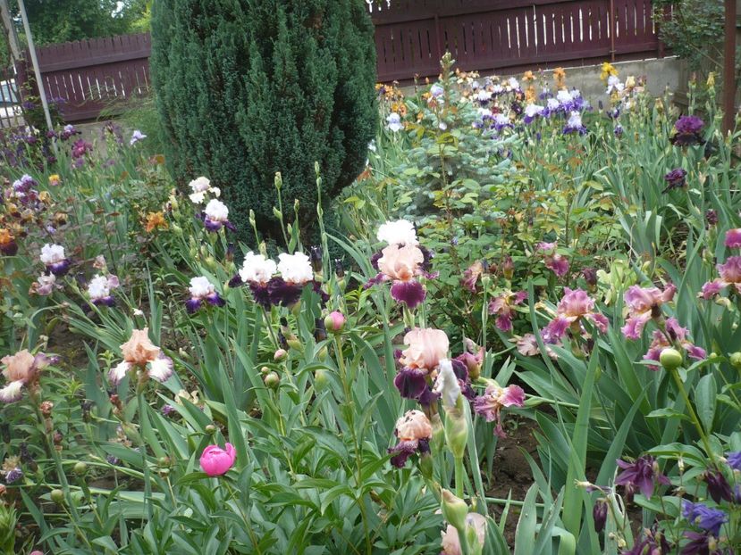 P1360970 - GRADINA 2018