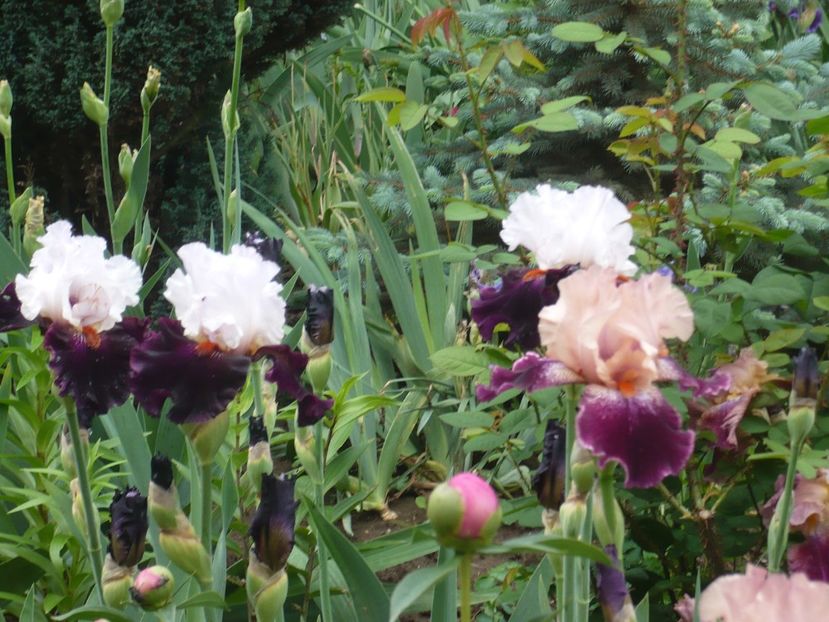 P1360972 - GRADINA 2018