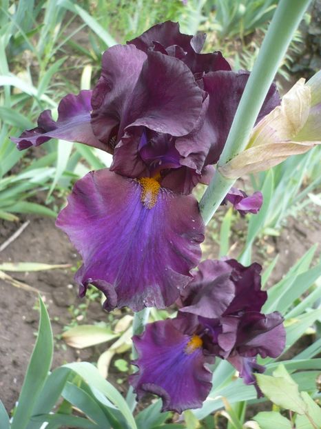 P1360977 - GRADINA 2018