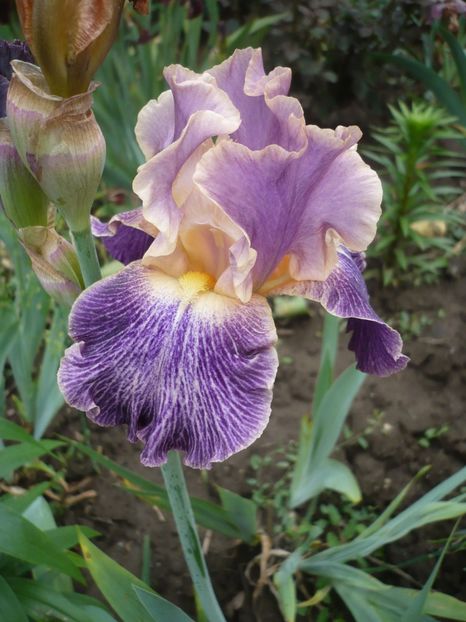 P1360978 - GRADINA 2018