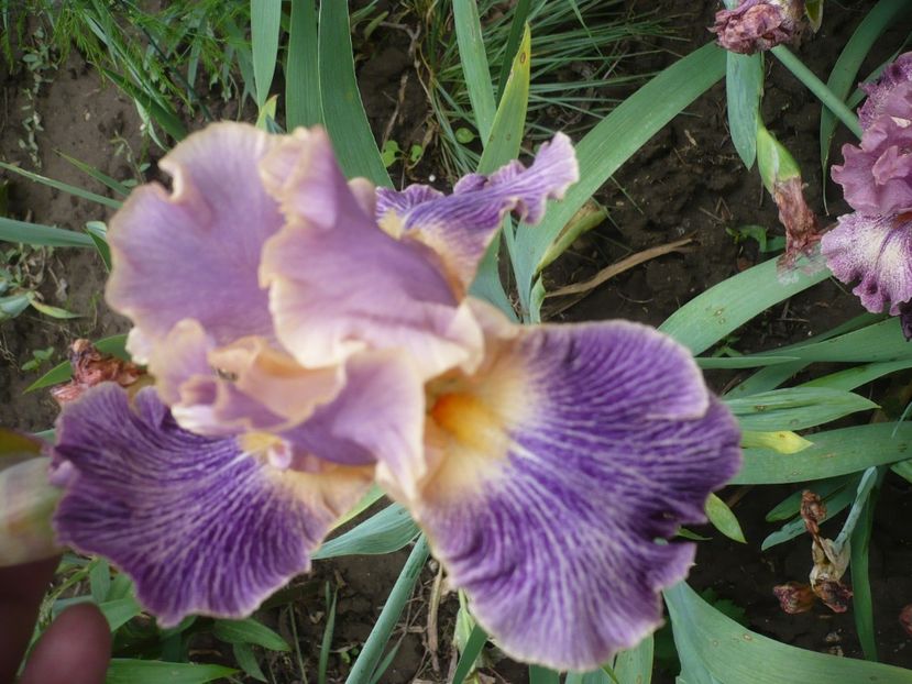 P1360979 - GRADINA 2018