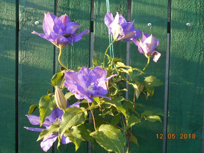  - 3Clematite2018