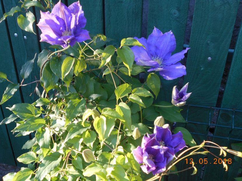 h.f.young - 3Clematite2018