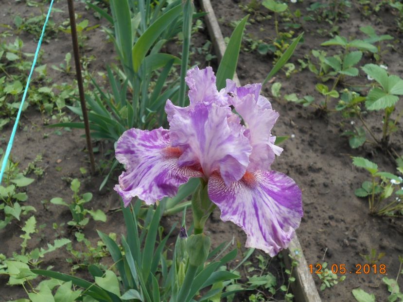 isn't this something - 3Irisi 2018