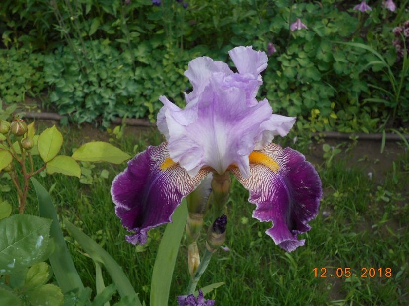 Necunoscut - 3Irisi 2018