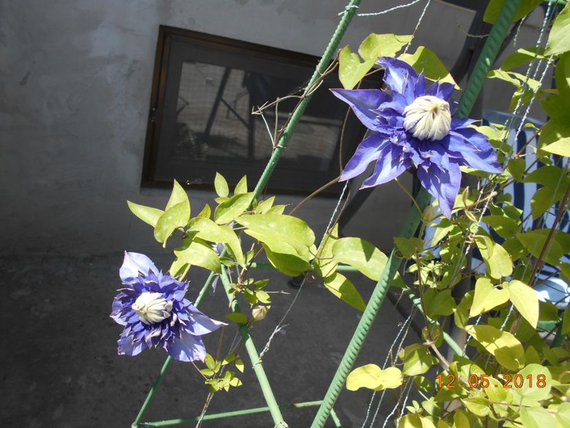 multiblue - 3Clematite2018