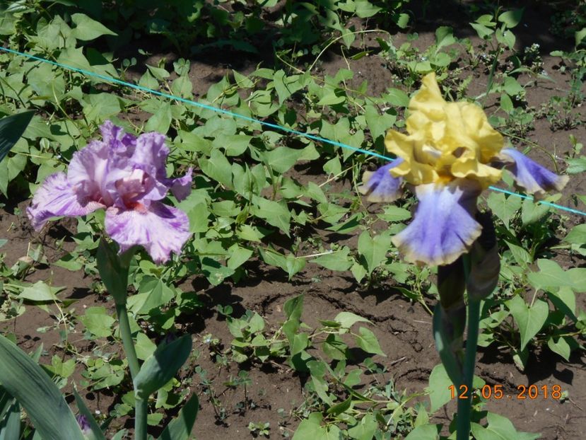 Isnt this Something si Tumulteux - 3Irisi 2018