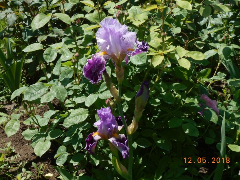 necunoscut - 3Irisi 2018