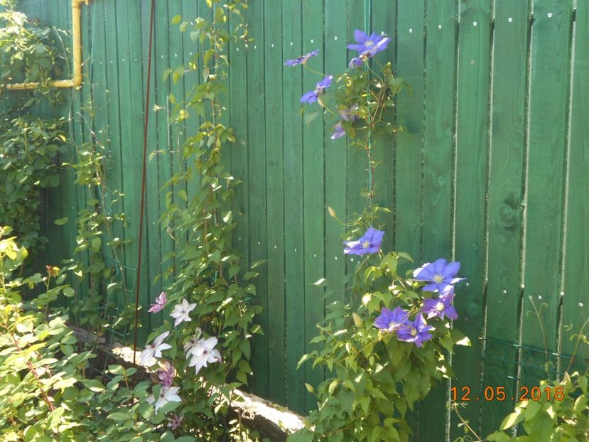  - 3Clematite2018