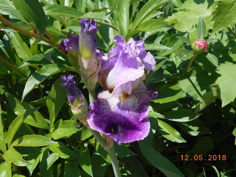 arabella - 3Irisi 2018