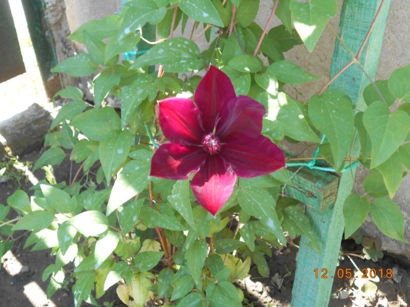 westerplatte - 3Clematite2018
