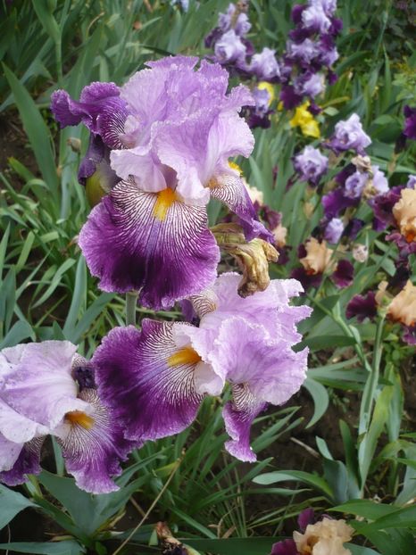 P1360980 - GRADINA 2018