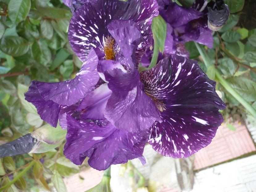 P1360983 - GRADINA 2018