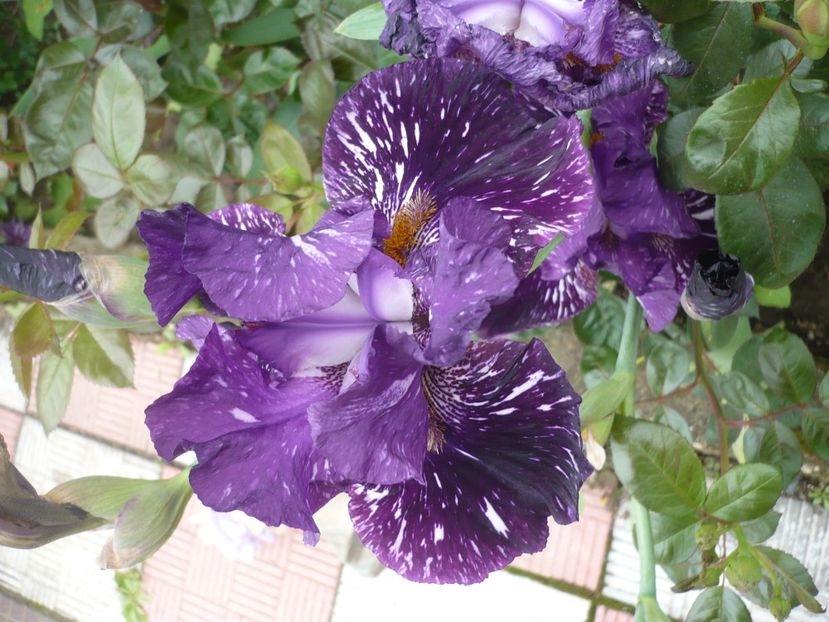 P1360985 - GRADINA 2018