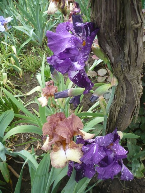 P1360984 - GRADINA 2018