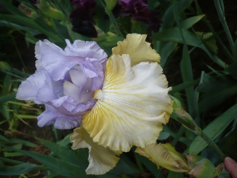 P1360986 - GRADINA 2018