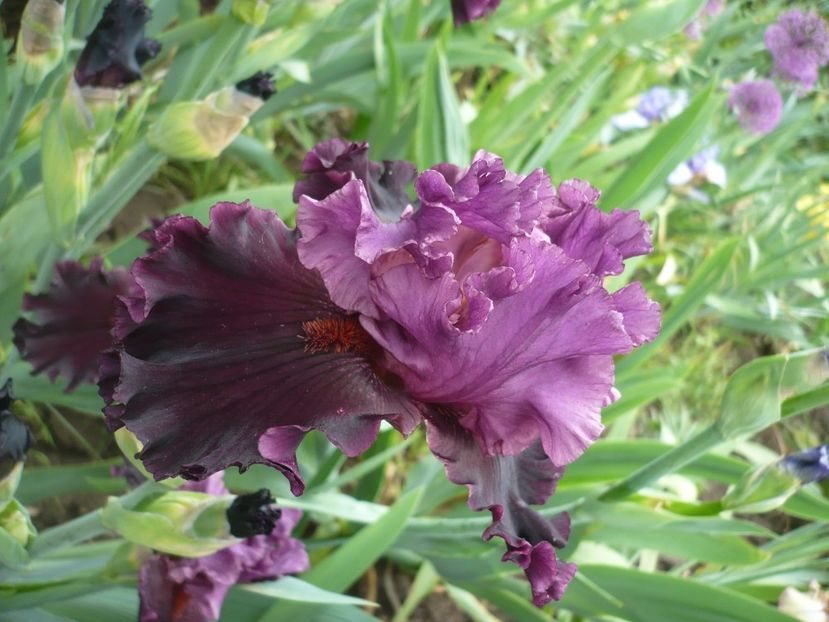 P1360987 - GRADINA 2018