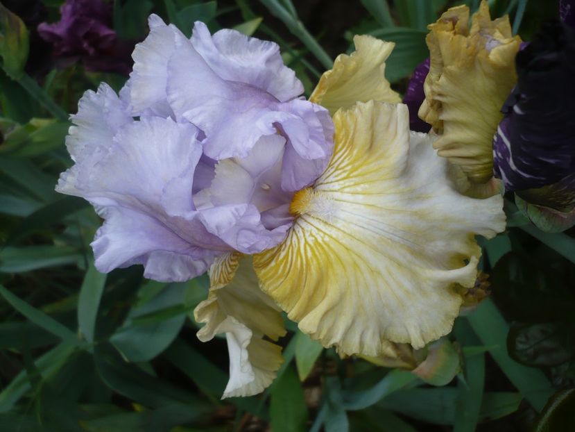 P1360988 - GRADINA 2018