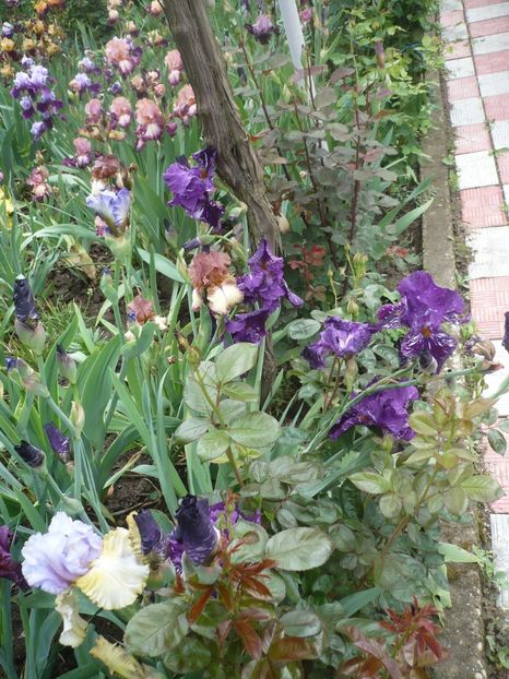 P1360993 - GRADINA 2018