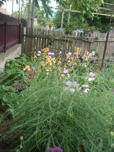 P1360994 - GRADINA 2018