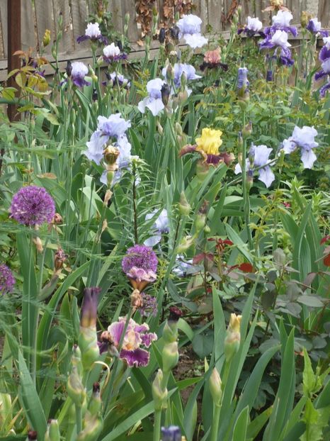 P1360996 - GRADINA 2018