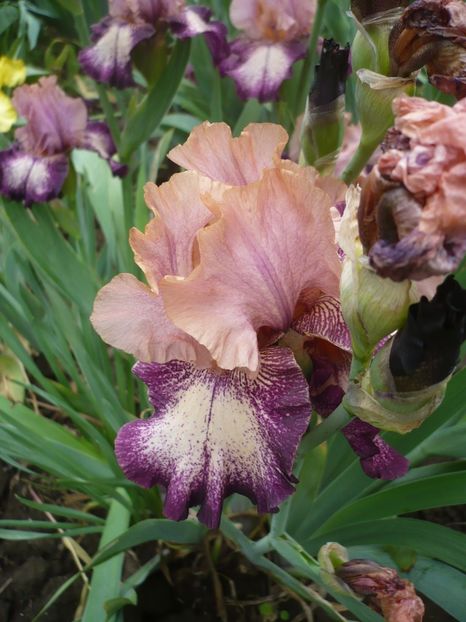 P1360998 - GRADINA 2018