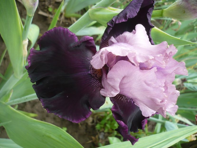 P1370001 - GRADINA 2018