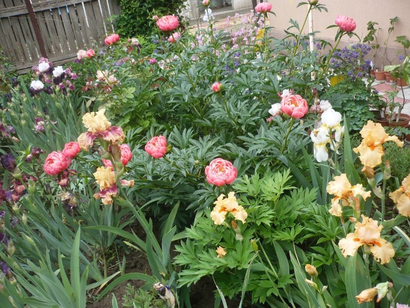 P1370002 - GRADINA 2018