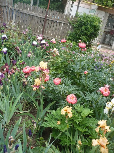 P1370003 - GRADINA 2018