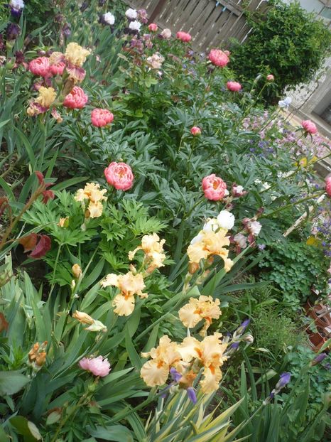 P1370004 - GRADINA 2018