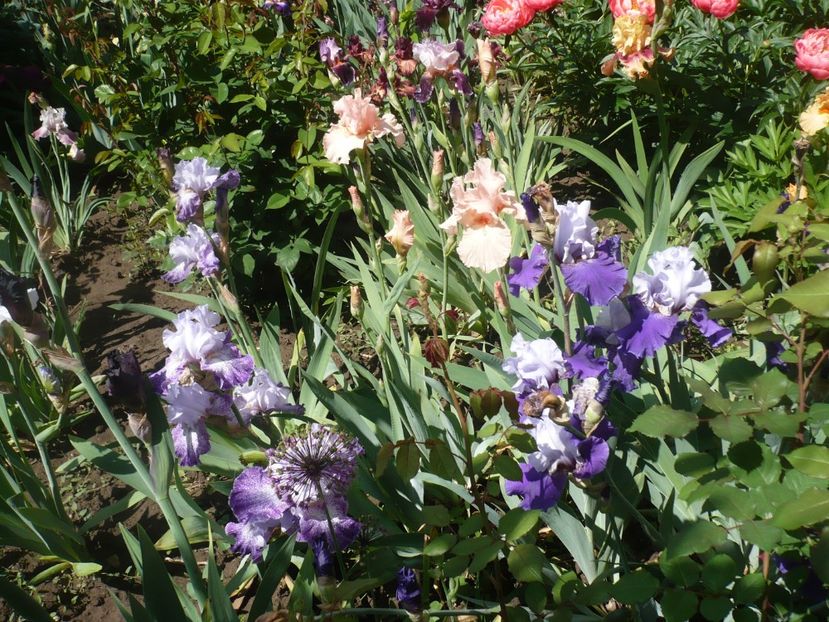 P1370019 - GRADINA 2018