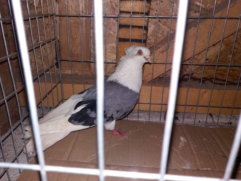 received_779250608932037 - 5-Jucatori de Amara