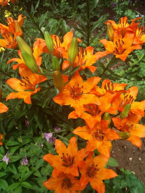  - La țară mai 2018